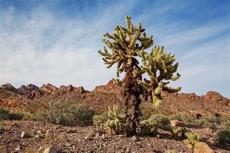 Cactus In Desert Photograph By Evgeniya Lystsova Fine Art America