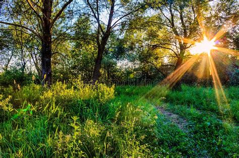 Scene Of Beautiful Sunset At Summer Forest With Trees And Grass Stock