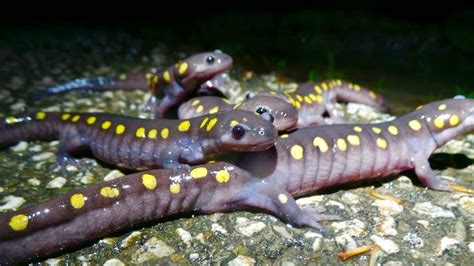 The Surprising Springtime Salamander Migration In Cleveland