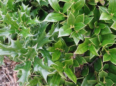 Dwarf Chinese Holly Nature Photo Gallery Indoor