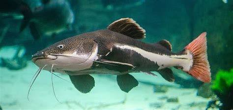 Mengapa semua itu direkomendasikan, karena semua itu. 12 Ikan Hias yang Kuat Hidup Tanpa Oksigen di Aquarium ...