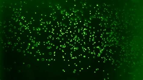 Green Glow Particles Motion Motion Graphics Videohive