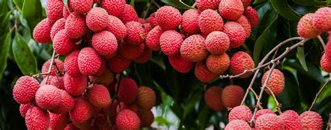 5 Tropical Fruits That Grow In South Florida