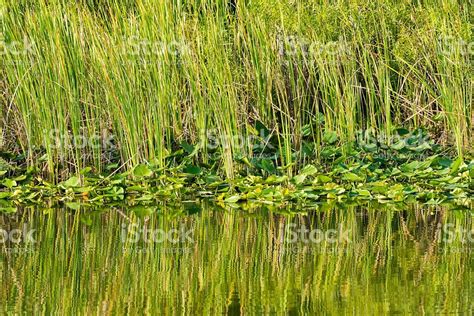 Green Everglades Plants Reflecting On Wetland Water Environment Royalty