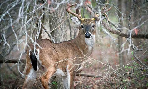 Qualifying for Wildlife Management Tax Valuation - Round Top