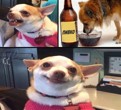 Chihuahua Dog Meme