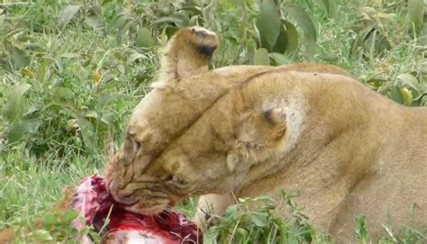 In answer to the question, what do lions eat, the answer comes with an appreciation of this wild cat's hunting prowess. What do lions eat? (Lions are Carnivores) | ALERT