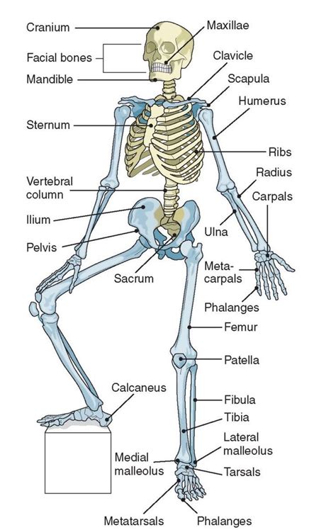 Scientific Names For Bones In The Human Body