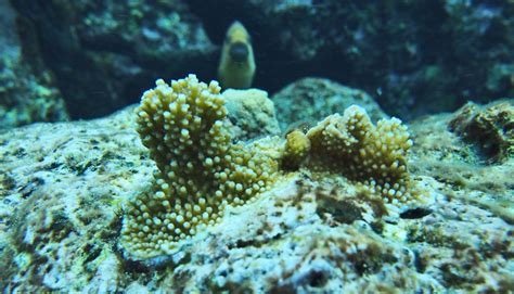 Coral And Algae Stick Together For Better Or Worse Futurity