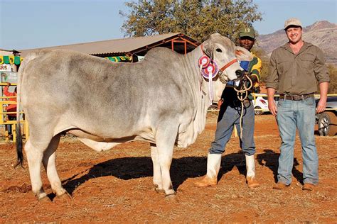 Ran 12 31 Intermediate And Reserve Grand Champion Grey Brahman Heifer