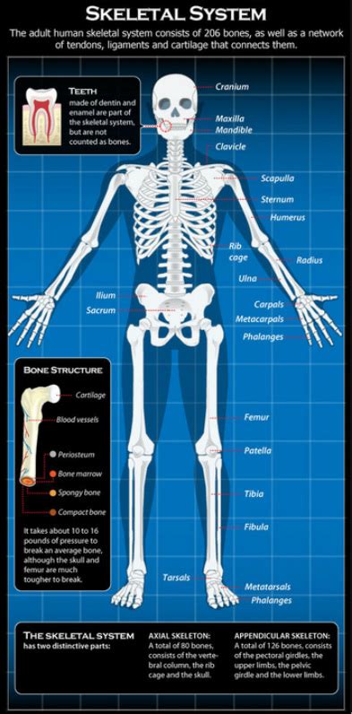 Skeletal System Year 10 Sport Science
