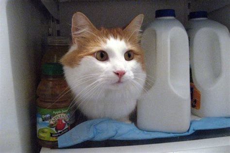 My Cat In The Fridge Cute Cats And Kittens Cute Cats Kittens Cutest
