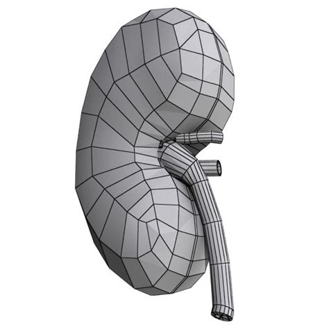 Human Kidneys 3d Model Max Obj 3ds Fbx