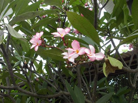 Bunga Kamboja Plumeria Rubra Nelindah Flickr