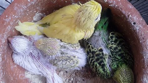 Budgie Babies Growth Stages Day 22 New Born Budgie Chicks And