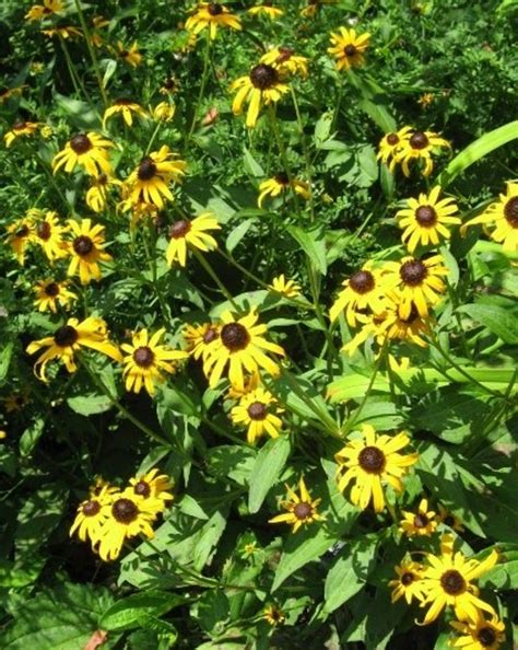 9 Herbs For Your Perennial Herb Garden Dengarden