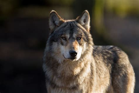 New Vote Could Bring Gray Wolves Back To Colorado New York Daily News