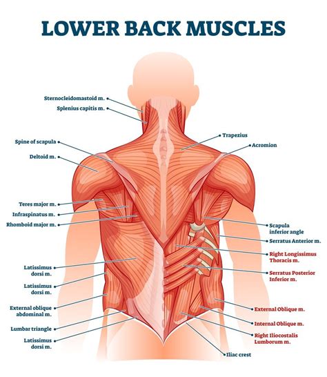 Lower Muscles Of Back Anatomy And Low Back Pain 2023