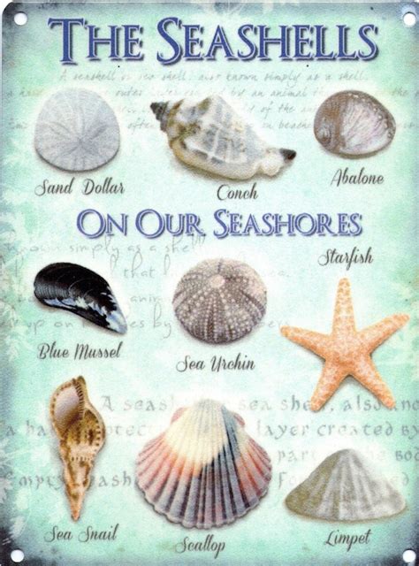 The Seashells On Our Seashores Shells And Names Small Etsy