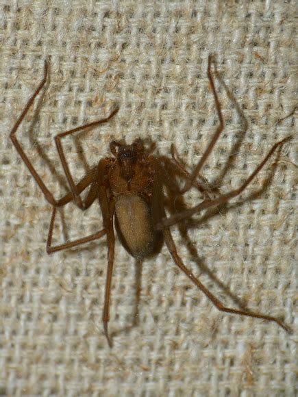 Brown Recluse Spider Project Noah