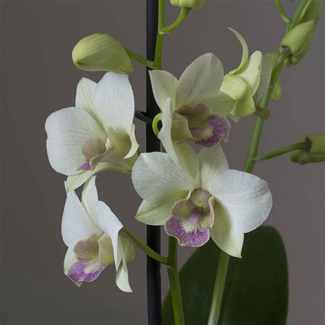 Striking Dendrobium Orchid Plant T By The Flower Studio