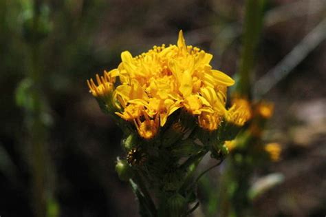 Tall Western Groundsel Plants Of Crawford State Park · Inaturalist