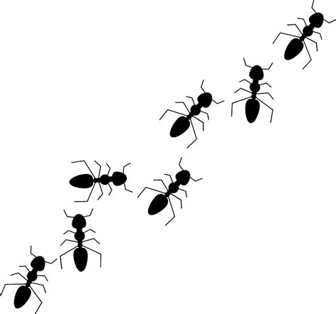 Ants In A Line Clipart
