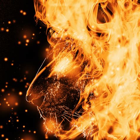 Check spelling or type a new query. Download Fire Lion HD Wallpaper Gallery