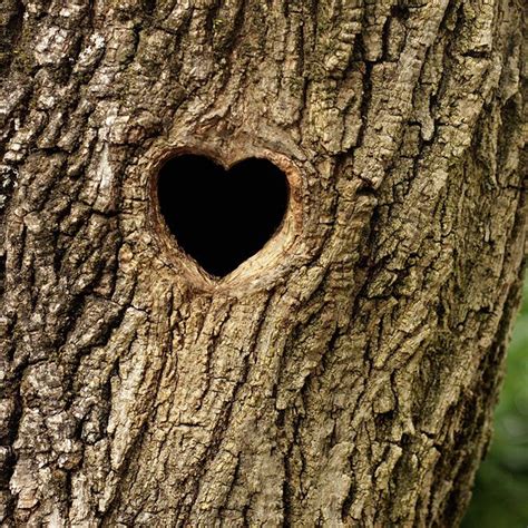 25 More Awesome Hearts Found In Nature Heart In Nature Happy Heart