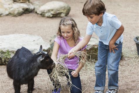 Maybe it's the different noises the animals make or maybe it's that farm animals are just that bit different that the usual household pets. Visit Farm Animals With the Kids in Albuquerque