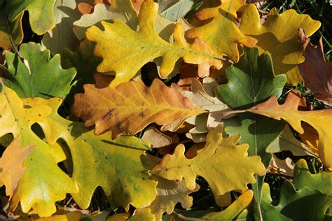 Colorful Oak Leaves Free Stock Photo Public Domain Pictures