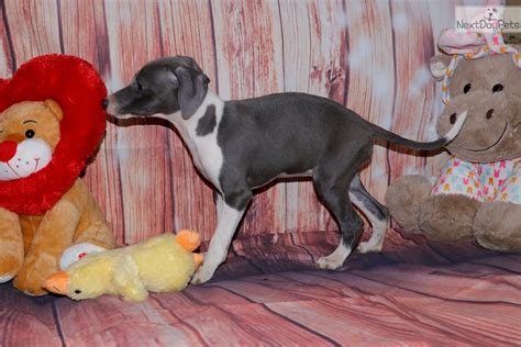 Subscribe to the get atlanta pets newsletter. Savannah: Italian Greyhound puppy for sale near Southeast Missouri, Missouri. | fb944f96-af61