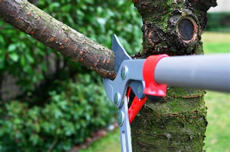 5 Reasons Why Proper Tree Pruning Should Be Part Of Your Landscaping Maintenance Plan