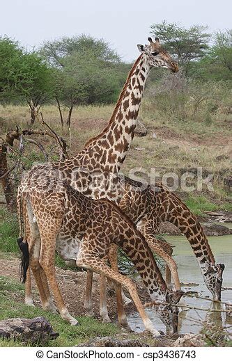 Chrissy metz, topher grace, mike colter and others. Girafas, muito, parque nacional, três, água, serengeti ...
