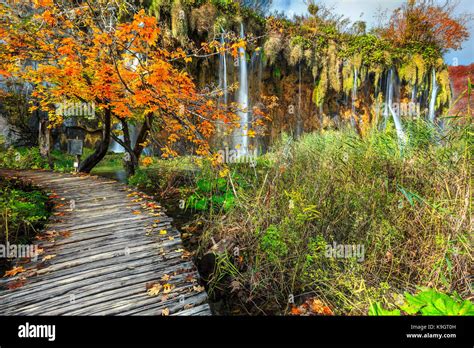 Wonderful Touristic Wooden Pathway In The Colorful Deep Forest With