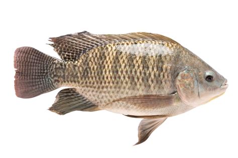 Premium Photo Tilapia In Isolated Tilapia Nilotica Freshwater Fish Oreochromis Niloticus