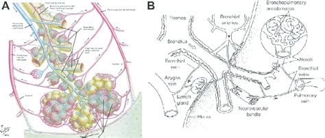 A Bronchial And Pulmonary Circulation Of Lungs Copyright Atlas Of