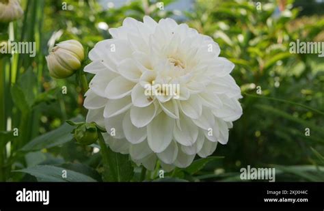 Beautiful Varietal White Dahlia Close Up On Flower Bed Dahlia Flower