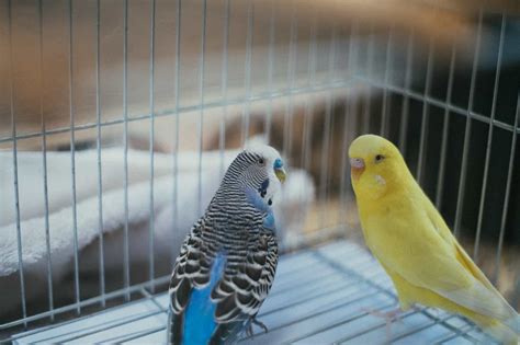 Blue Parakeets Everything You Need To Know Pets Checklist