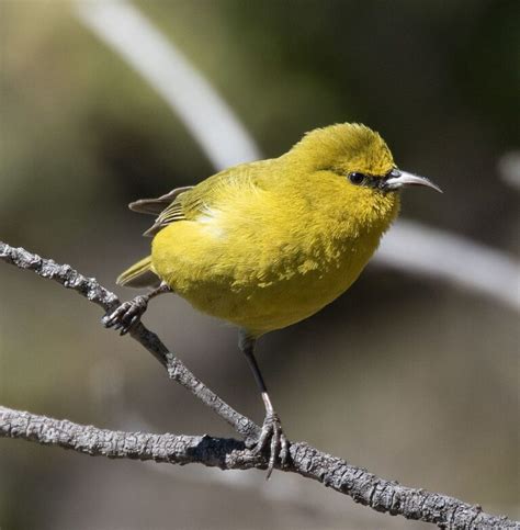 Popular Backyard Birds Of Hawaii With Pictures Birdwatching Tips