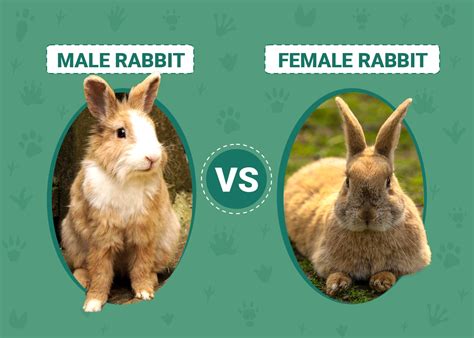 Male Vs Female Rabbit Differences Explained With Pictures Pet Keen