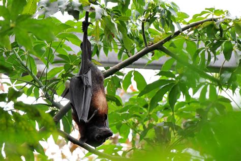 Flying Foxes Pollinate The Famously Stinky Durian Fruit — Mary Bates Phd