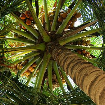For your gardening, here are the best choices of fertilizers for banana trees. Oil Palm Nursery Fertilizer Schedule | Cromalinsupport