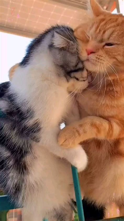 cute cats couples 😘🐈 pinterest