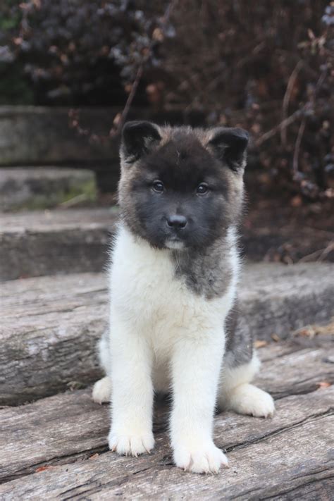 Akita Puppies For Sale Buckeye Puppies