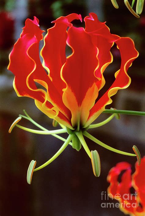Flame Lily Gloriosa Superba Photograph By Malkolm Warringtonscience