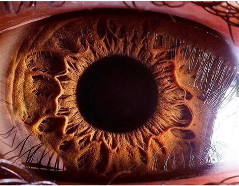 10x Zoom Of A Human Eye The Brown Part You See Is The Iris And The