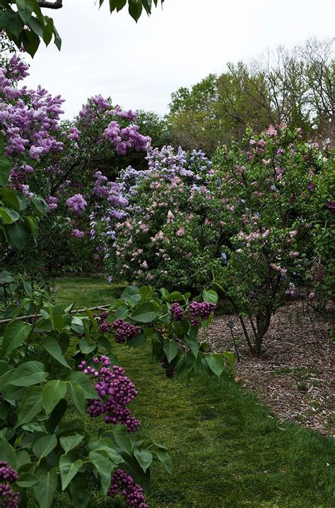 Stunning Purple Lilacs Garden Ideas Purple