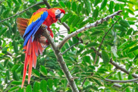 Macaw La Fortuna Costa Rica