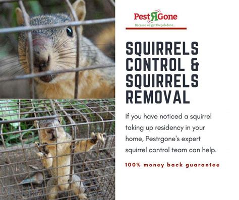 They come out to find food and move a little to determine new breeding locations. Squirrel Control: professional trapping & removal services ...